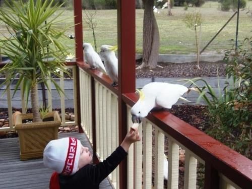 Halls Gap Valley Lodges Exterior foto